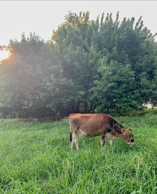 Local milk coming soon!